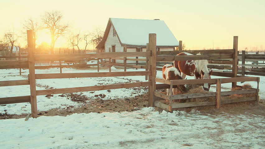 Horse and foal eating hay in a paddock, pan shot, slow motion