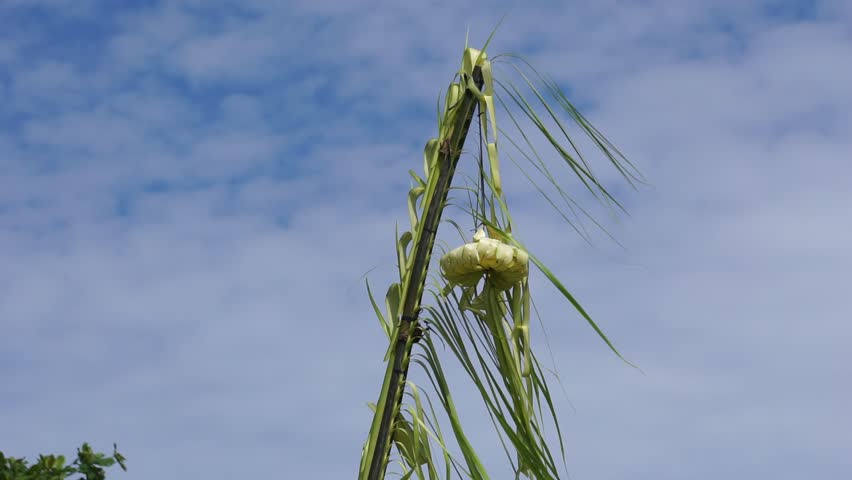 The art of coconut leaves is called penjor. Penjor functions as a decoration intended to beautify the event and in Bali functions as a means of ceremonial equipment that has sacred values