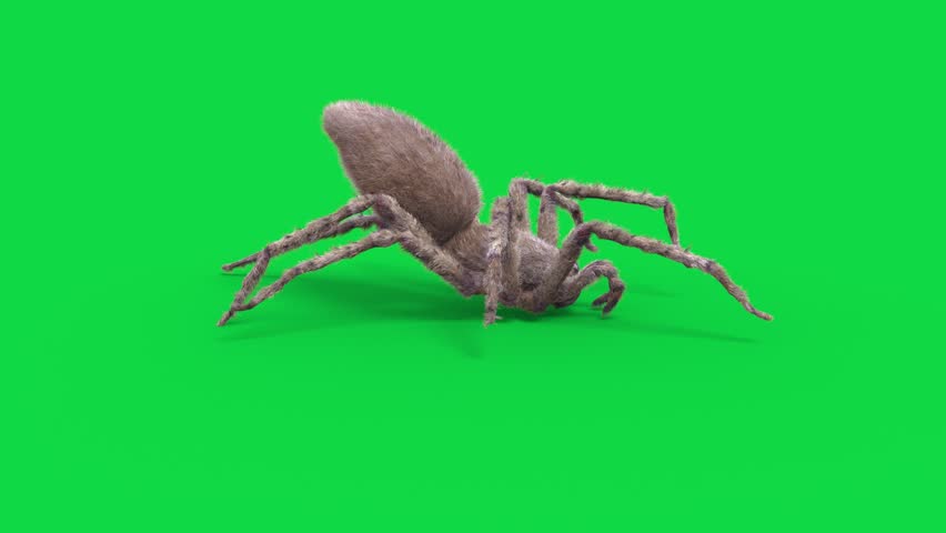 Hairy Spider Green Screen Runcycle Loop Realistic 3D Animation Rendering CGI Animals Royalty-Free Stock Footage #1100375865