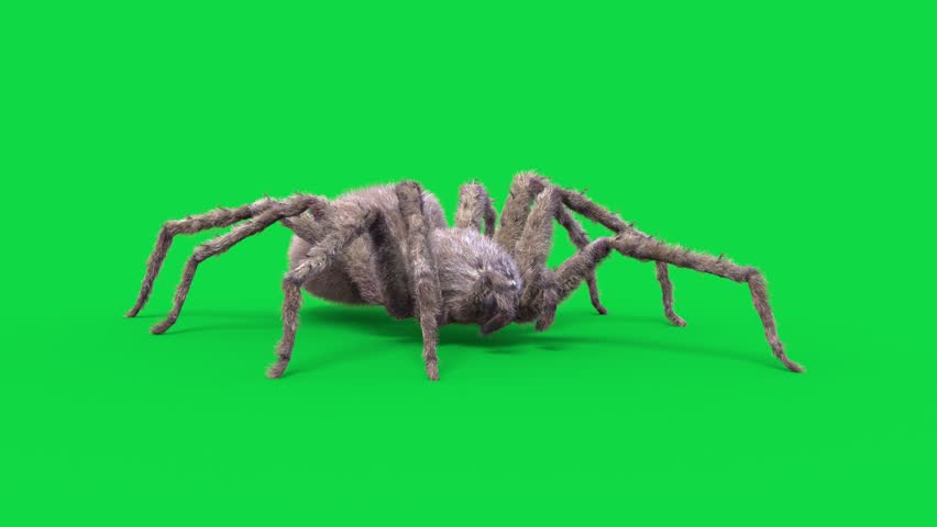 Hairy Spider Green Screen Idle Loop Realistic 3D Animation Rendering CGI Animals Royalty-Free Stock Footage #1100375867