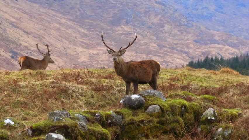 Majestic Red Deer Stags in the Scottish Highlands Aerial View Royalty-Free Stock Footage #1100376047