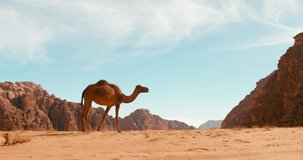 Wild one-humped Camel Strolling in Wadi Rum desert in Jordan. Single animal walking through Sandy Valley among rocky Area and Bending to ground among Sunny landscape. 4k tracking low angle video