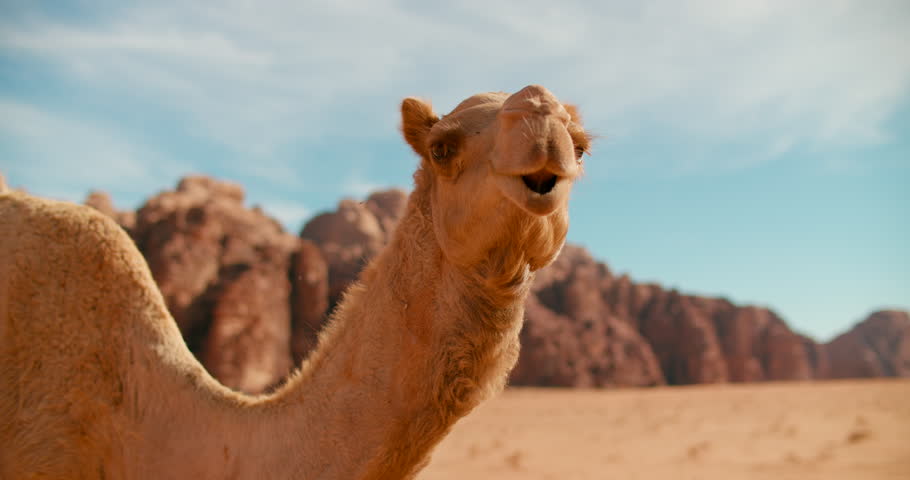 Close shot of Camel turning Head and Smiling in Wadi Rum Desert in Jordan, Middle East. One-humped Wild Mammal Animal posing to camera in wildlife nature. 4k gimbal portrait medium shot Royalty-Free Stock Footage #1100379313