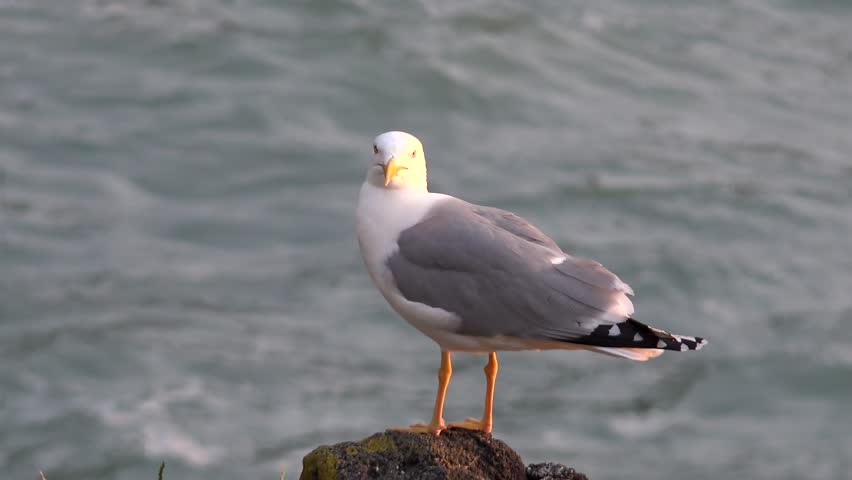 A gray colored silver gull bird with a white head standing alone on a rock by the sea.