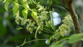 Neem or azadirachta indica flowers on nature background. 