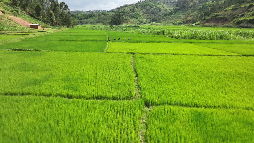 Drone flies low over valley floor as women farm rice. The drone rises to show wide landscape in Rwanda.