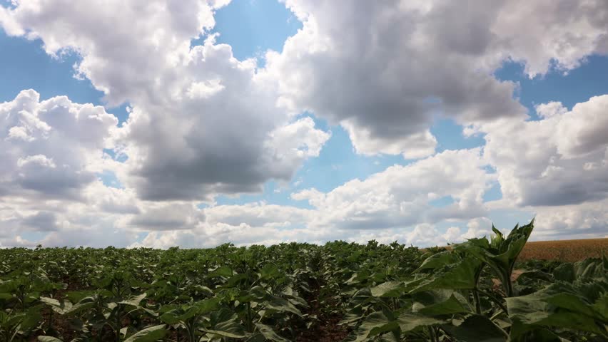 Clouds Time Lapse Over Sunflower Fields