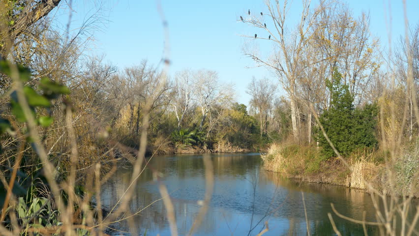 Cormorant Low Flight Over River In Mediterranean Natural Park. Cormorants Perched On A Tree Background. Slow Motion 60FPS