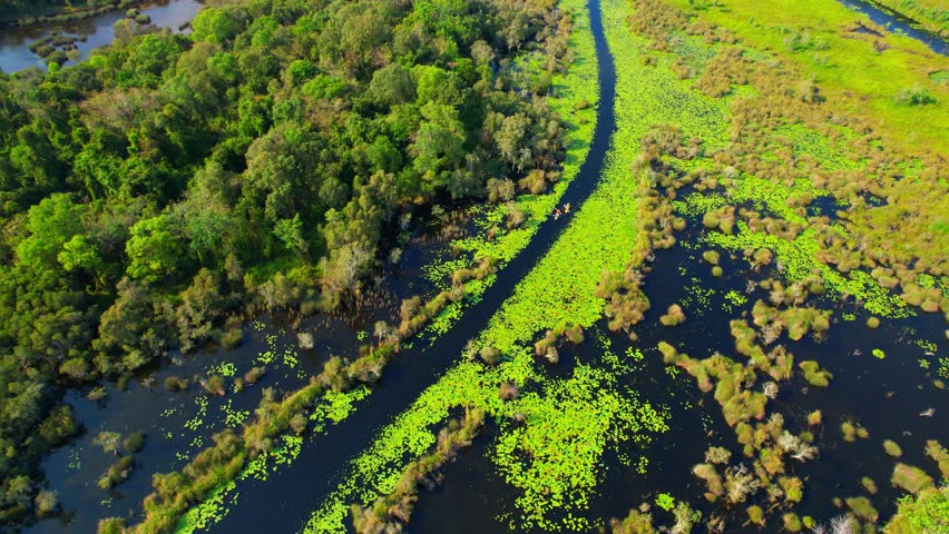 Drone footage of wetlands offers a breathtaking bird's eye view of these habitats, showcasing the intricate network of waterways, marshes, and forests that make up these precious environments. 4K
 Royalty-Free Stock Footage #1100386879