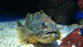 Video of Black-belly Rosefish (or bluemouth rockfish, in latin Helicolenus dactylopterus) on the sea bottom. Fish in sea aquarium. An enchanting display of marine wildlife in its natural habitat.