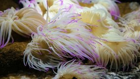 Video of an underwater scene of sea anemones.