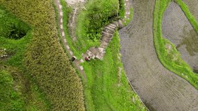 rice terrace Tegallalang Ubud bali Indonesia asia plantation green earth video drone aerial top view nature famous place food traditional agriculture organic amazing colorful protect the earth