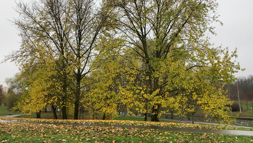 The set of the yellow trees is on the river bank. The ground is wet, the pavement is gray and is covered with dead leaves.