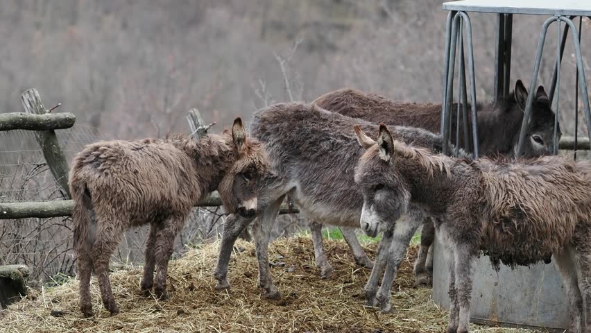 donkey eating hay in a farm