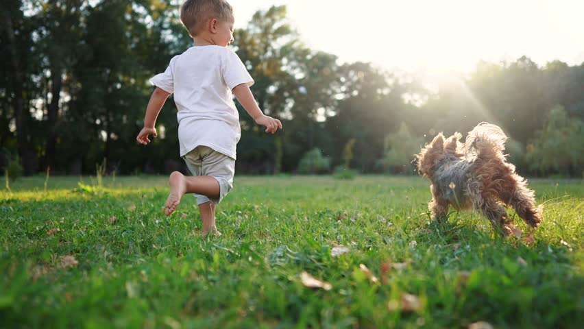 baby and dog. baby boy is playing in the forest park. close-up child legs run on the park green grass in the park. family childhood dream concept. a child in sneakers run on the grass in a fun park Royalty-Free Stock Footage #1100396147
