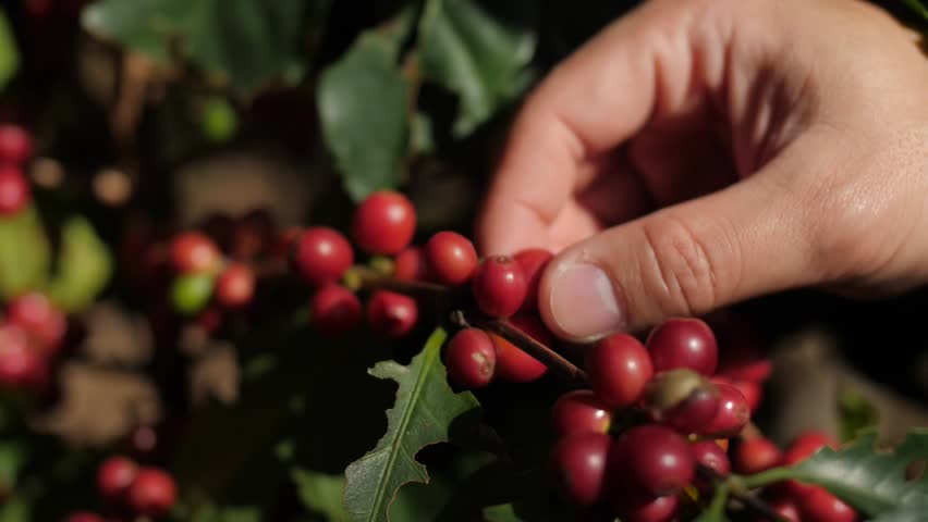 Morning bean coffee in garden
 | Shutterstock HD Video #1100396559