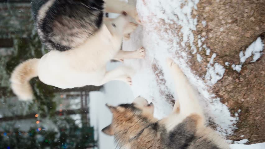An adult husky dog asks for food and then receives it from the owner