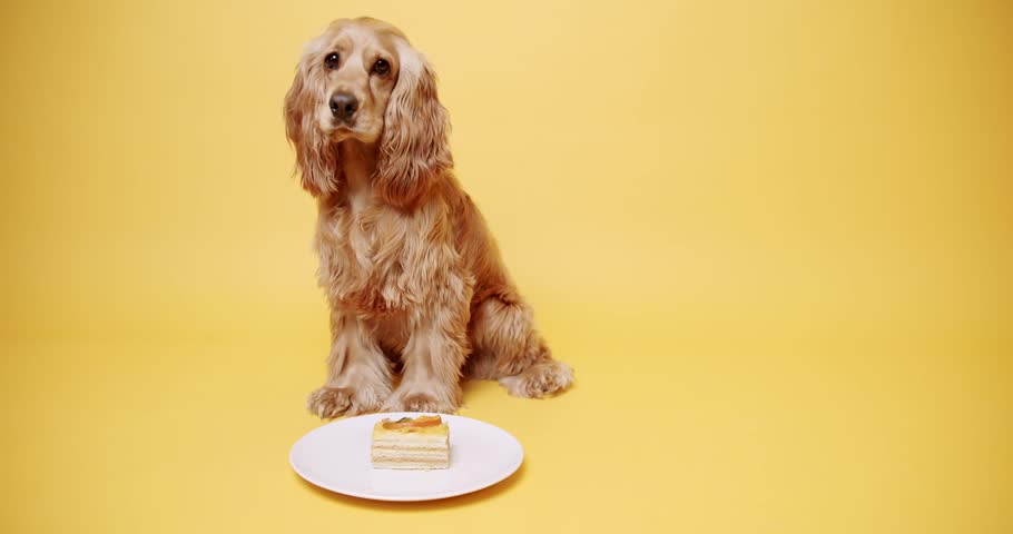 English Cocker Spaniel Wearing Party Hat and Many Gifts on a Yellow Background. Dog's Birthday. The pet sits with its head up and looks at the camera. Dog Model and Funny in studio. Royalty-Free Stock Footage #1100400829