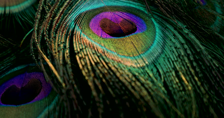 India, 20 February, 2023 : Peacock feather, closeup.