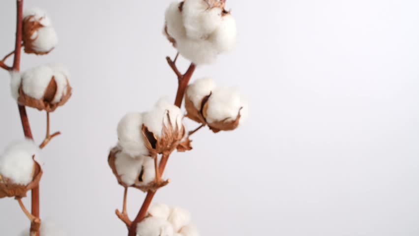 A branch of natural organic cotton rotates on white background. Lush cotton flowers. Eco-friendly material for the manufacture of fabrics, clothing, cosmetics. Home decoration