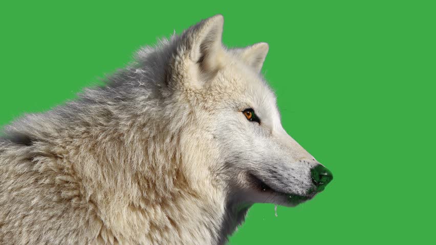 Portrait of a white wolf on a green screen Royalty-Free Stock Footage #1100410237