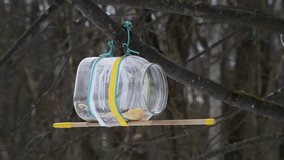 Wild Sitta europaea europaea (Eurasian nuthatch or wood nuthatch) bird eats seeds from bird feeder made from plastic bottle. Soft focus. Real time video. Recycled materials theme.