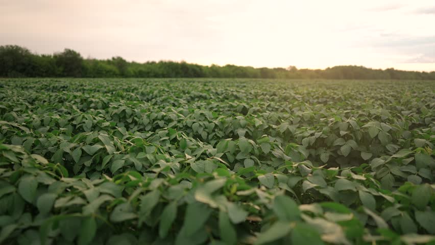 Agriculture. soybean plantation field a green beans close -up. concept of business agriculture. soy bean growing vegetables plant care. movement of green field soy light bean. bio agricultural farm Royalty-Free Stock Footage #1100411115
