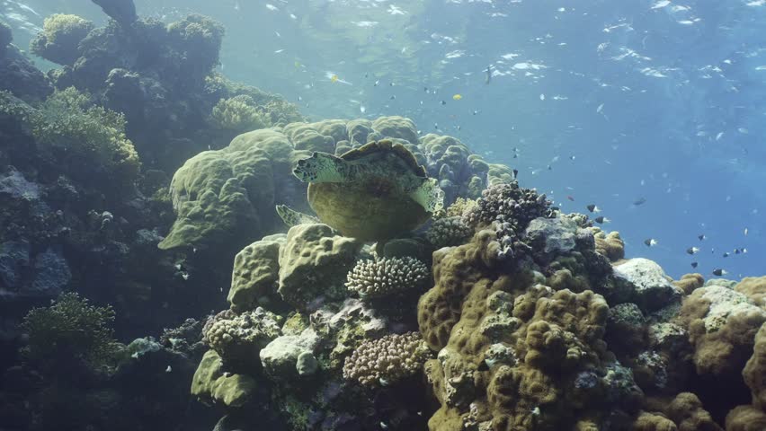 Camera moves around the Sea turtle spiraling upward. Sea turtle eating coral in sunrays, slow motion. Hawksbill Sea Turtle or Bissa (Eretmochelys imbricata) feeds on hard corals, Close up | Shutterstock HD Video #1100413701