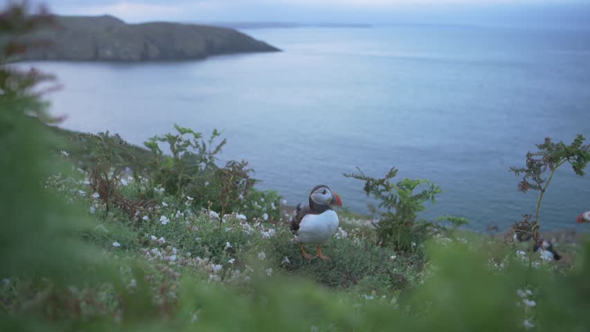 Beautiful Flora Scenery, Wild Atlantic Puffin Birdlife Sitting Shaking Head on Steep Grassy Hill Looking Over Peaceful Atlantic Ocean, Picturesque Landscape in Pembrokeshire Coast National Park, UK