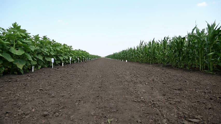 Green field corn and sunflower