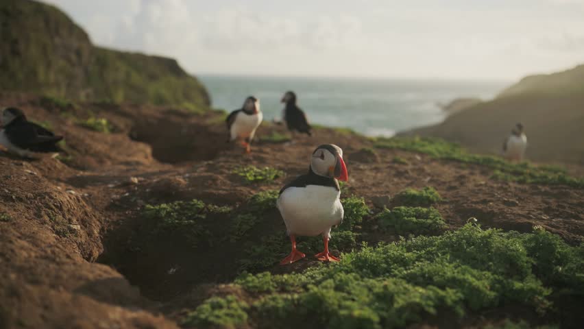 Close Up Beautiful Atlantic Puffin Perching on Grass and Dirt Cliff, Colourful Atlantic Ocean and Golden Cliffedge Landscape in Pembrokeshire Coast National Park, Skomer Island, Wales, UK Royalty-Free Stock Footage #1100416063