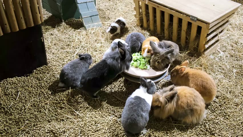 Feeding of rabbits and caves. Guinea pig is sitting in the plate and eating cabbage leaves in zoo. Top view. Time to eat. Funny animals. Concept of hunger and fight for survival. 4K. The most brazen.