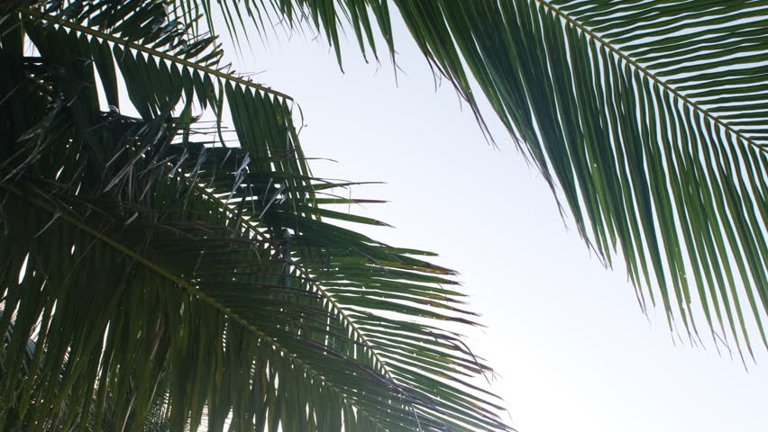 Close-up of palm leaves on tropical beach, bottom up view. Summer vacation concept Royalty-Free Stock Footage #1100419969