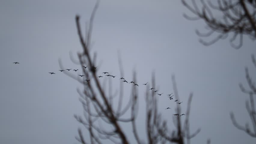 A flock of migratory geese birds flying in the sky.