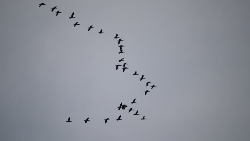 A flock of migratory geese birds flying in the sky.