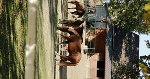 Horses walk at sanded paddock next to stabling on farm. 4k. vertical video