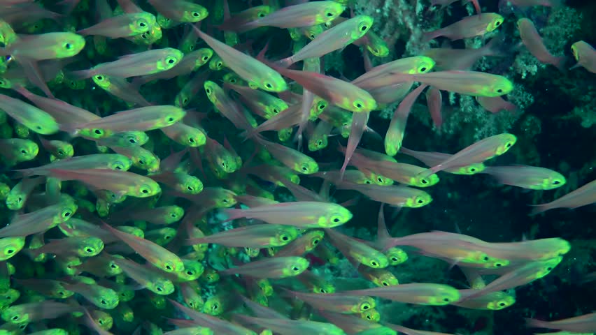 Fish in huge flocks of Pigmy sweeper (Parapriacanthus ransonneti) move without stopping even for a second, close-up. Royalty-Free Stock Footage #1100421031