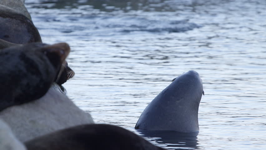 A curious sea lion in the water looks at his friends and then swims away.