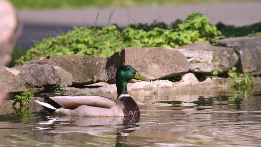 A single duck floating in a backyard pond. He wets his beak and begins to swim away.