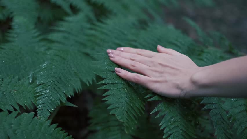 Hand of a woman gently touches the fern plant. Green wet leaves in a forest. Royalty-Free Stock Footage #1100422993