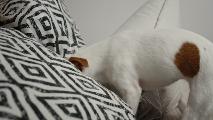 Active dog playing with pillows on bed in living room, looking for hidden toy. Naughty pet, dog bad behavior