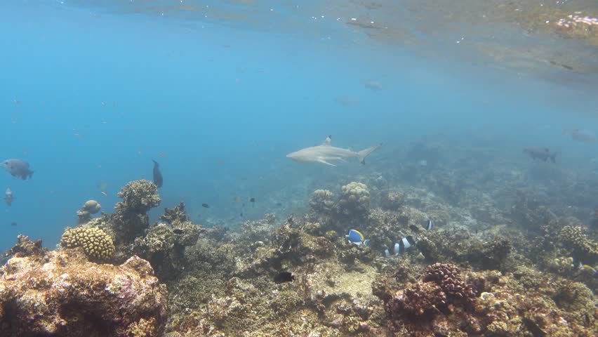 Blacktip reef shark swimming in ocean. Carcharhinus melanopterus Royalty-Free Stock Footage #1100424477