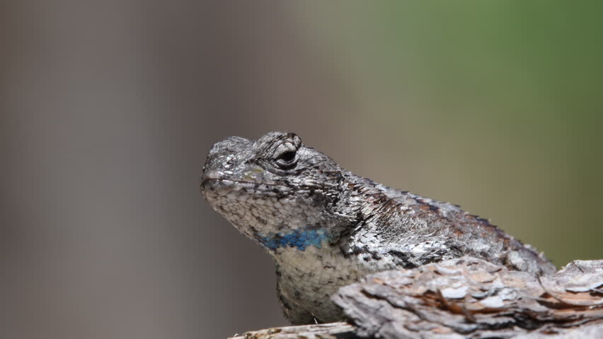 Male Eastern Fence Lizard close up of face with blowing forest background blurred. Stock nature 4k footage