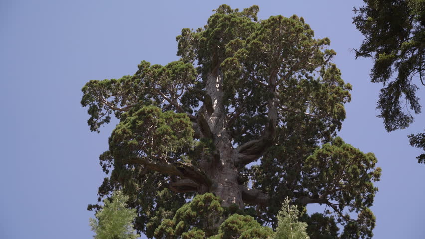 Sequoia General Grant Tree Telephoto in Kings Canyon National Park California USA