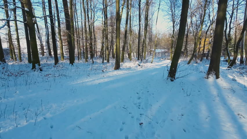Snowy Path Between Trees In A Forest Park. - Drone Forward Shot