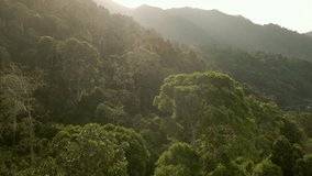 Aerial shot of lush jungle tree in a rainforest at sunrise in Koh Chang, Thailand