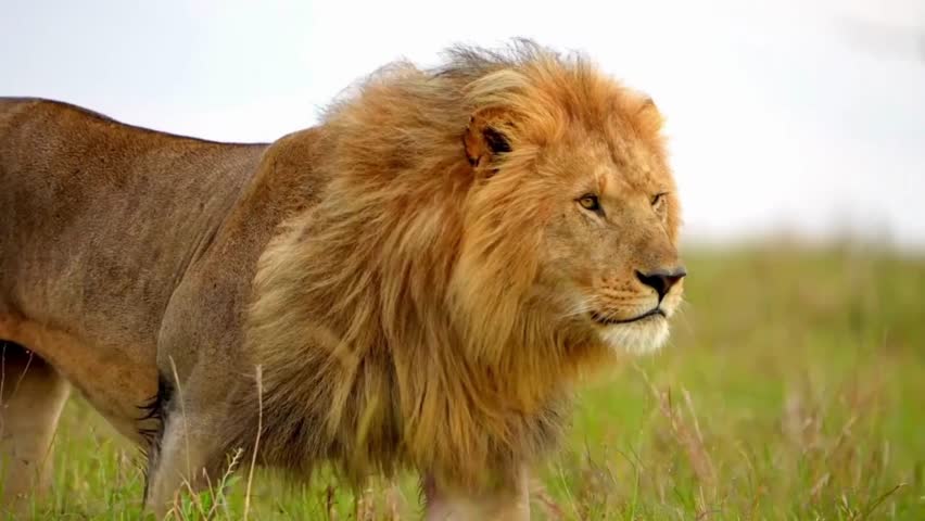 Male lion with an impressive mane walking alone in the savannah, profile view bokeh shot in the wilderness, leadership concept Royalty-Free Stock Footage #1100429885