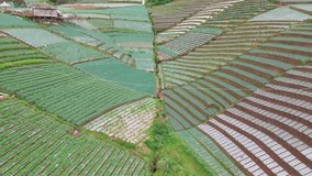 Drone shot of beautiful row of vegetable plantation