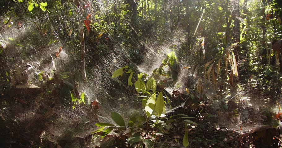 Sideways reveal of the Web of the Communal social spiders which glow as sun beam in morning sun makes it glow Royalty-Free Stock Footage #1100430373