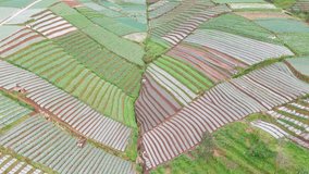 Reveal drone shot of beautiful agricultural field in rows - Rural landscape of vegetable plantation of Indonesia
